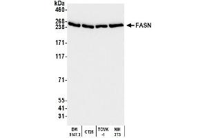 Western Blotting (WB) image for anti-Fatty Acid Synthase (FASN) (AA 2462-2511) antibody (ABIN7453707)