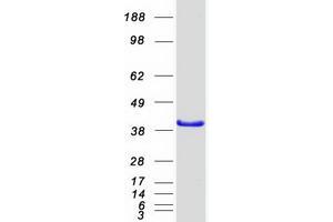 Validation with Western Blot (PBK Protein (Myc-DYKDDDDK Tag))