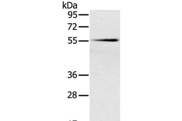 SLC16A10 antibody