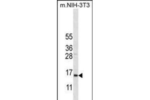 COX7A2L Antibody (Center) (ABIN656272 and ABIN2845583) western blot analysis in mouse NIH-3T3 cell line lysates (35 μg/lane). (COX7A2L antibody  (AA 37-65))