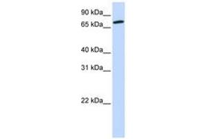 Image no. 1 for anti-Component of Oligomeric Golgi Complex 4 (COG4) (AA 576-625) antibody (ABIN6743815) (COG4 antibody  (AA 576-625))