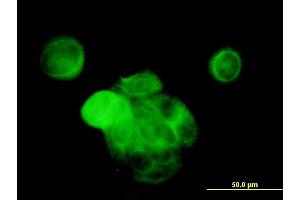 Immunofluorescence of monoclonal antibody to MAPK13 on MCF-7 cell. (MAPK13 antibody  (AA 251-365))