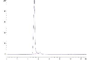 The purity of Human 4-1BB Ligand (Trimer) is greater than 95 % as determined by SEC-HPLC. (TNFSF9 Protein (AA 71-254, Trimer) (Fc Tag))