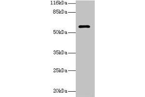 Western blot All lanes: GK3P antibody at 2 μg/mL + Hela whole cell lysate Secondary Goat polyclonal to rabbit IgG at 1/10000 dilution Predicted band size: 61 kDa Observed band size: 61 kDa (GK3P antibody  (AA 1-220))