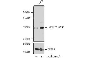 Western blot analysis of extracts of HeLa cells using Phospho-CREB1(S133) Polyclonal Antibody at dilution of 1:2000. (CREB1 antibody  (pSer133))