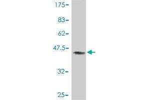 Western Blot detection against Immunogen (37. (BAG1 antibody  (AA 241-345))