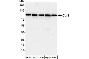 Western Blotting (WB) image for anti-Cullin 3 (CUL3) (AA 650-700) antibody (ABIN7453602) (Cullin 3 antibody  (AA 650-700))
