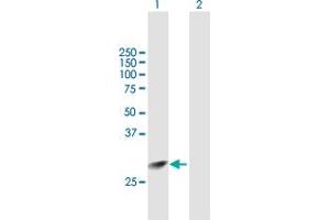 Western Blot analysis of ING4 expression in transfected 293T cell line by ING4 MaxPab polyclonal antibody.
