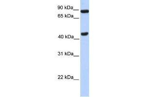 WB Suggested Anti-NPAS2 Antibody Titration:  0. (NPAS2 antibody  (N-Term))