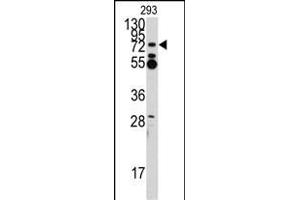 Western blot analysis of anti-ZN Antibody (N-term) (ABIN388709 and ABIN2838808) in 293 cell line lysates (35 μg/lane). (ZNF219 antibody  (N-Term))