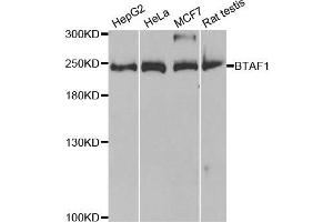 Western blot analysis of extracts of various cell lines, using BTAF1 antibody. (BTAF1 antibody)