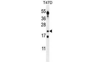 CT45A Antibody (Center) western blot analysis in T47D cell line lysates (35µg/lane). (CT45A5 antibody  (Middle Region))