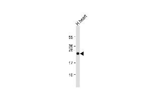 Anti-CLDN2 Antibody at 1:1000 dilution + human heart lysate Lysates/proteins at 20 μg per lane. (Claudin 2 antibody  (C-Term))