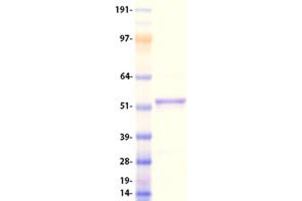 Seladin 1 Protein (Myc-DYKDDDDK Tag)