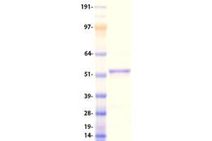 Validation with Western Blot (Seladin 1 Protein (Myc-DYKDDDDK Tag))