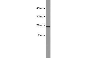 Western Blotting (WB) image for Vasoactive Intestinal Peptide (Vip) ELISA Kit (ABIN1117772) (Vip ELISA Kit)