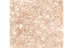 Immunohistochemical analysis of RAPGEF4 in mouse liver tissue with RAPGEF4 polyclonal antibody  at 2. (RAPGEF4 antibody  (N-Term))