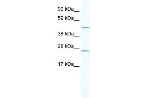 Annexin A11 antibody used at 2. (Annexin A11 antibody  (C-Term))