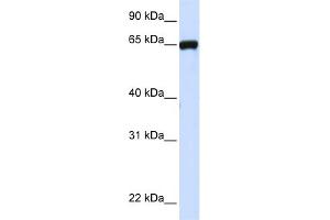 WB Suggested Anti-LRRC4C Antibody Titration:  0.