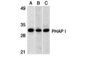 Western Blotting (WB) image for anti-PHAP I (C-Term) antibody (ABIN1030579) (PHAP I antibody  (C-Term))