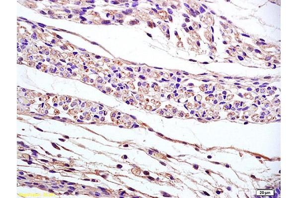 PPAP2B antibody  (AA 241-311)