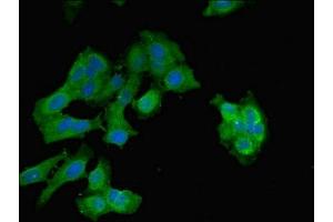 Immunofluorescent analysis of Hela cells using ABIN7152013 at dilution of 1:100 and Alexa Fluor 488-congugated AffiniPure Goat Anti-Rabbit IgG(H+L) (EPO antibody  (AA 28-191))