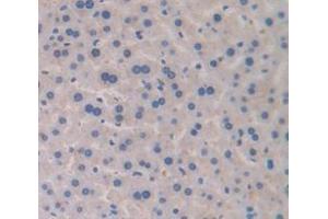 IHC-P analysis of Mouse Tissue, with DAB staining. (Transferrin antibody  (AA 360-682))