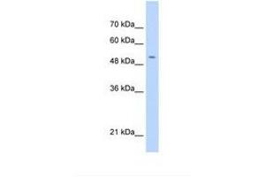 Image no. 1 for anti-Chromosome 11 Open Reading Frame 24 (C11orf24) (AA 61-110) antibody (ABIN6738598) (C11orf24 antibody  (AA 61-110))