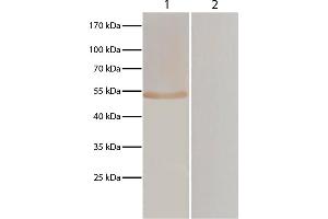 Lane 1 - pVAX-EF-1α transfected BHK cells Lane 2 - pVAXI transfected BHK cells pVAX-EF-1α and pVAXI transfected BHK cells were resolved by electrophoresis, transferred to membrane, and probed with anti-T. (Goat anti-Chicken IgY (Heavy & Light Chain) Antibody (PE))