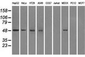Western blot analysis of extracts (35 µg) from 9 different cell lines by using anti-FH monoclonal antibody. (FH antibody)