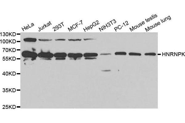 HNRNPK antibody  (AA 1-280)