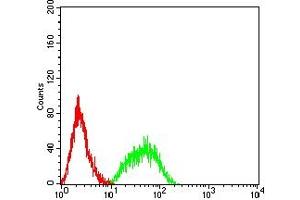 Flow cytometric analysis of HL-60 cells using CD213A1 mouse mAb (green) and negative control (red). (IL13 Receptor alpha 1 antibody  (AA 22-343))