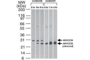 Western blot analysis of ARHGDIB in Jurkat cells using ARHGDIB monoclonal antibody, clone 10D774  at 2 ug/mL and ARHGDIB monoclonal antibody, clone 97A1015  at 0.