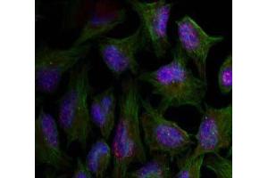Immunofluorescence staining of methanol-fixed HeLa cells using AKT1 (phospho-Thr450) Antibody (E011502, red) (AKT1 antibody  (pThr450))