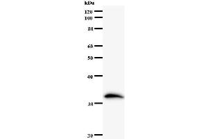 Western Blotting (WB) image for anti-Zinc Finger and SCAN Domain Containing 21 (Zscan21) antibody (ABIN932469) (ZSCAN21 antibody)