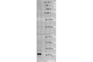 Cpn10 Western Blot. (HSPE1 antibody  (C-Term))