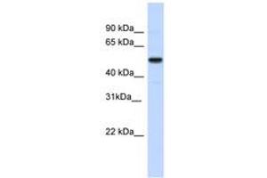 Image no. 1 for anti-Iroquois Homeobox 3 (IRX3) (AA 107-156) antibody (ABIN6741694)