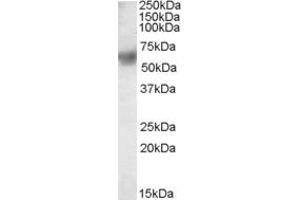 Western Blotting (WB) image for anti-Protein Disulfide Isomerase Family A, Member 3 (PDIA3) (C-Term) antibody (ABIN184885)
