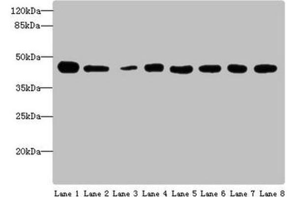 BAF53A antibody  (AA 1-280)