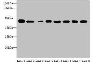Western blot All lanes: ACTL6A antibody at 4 μg/mL Lane 1: Mouse thymus tissue Lane 2: Mouse spleen tissue Lane 3: Mouse heart tissue Lane 4: Jurkats whole cell lysate Lane 5: K562 whole cell lysate Lane 6: Hela whole cell lysate Lane 7: A549 whole cell lysate Lane 8: MCF-7 whole cell lysate Secondary Goat polyclonal to rabbit IgG at 1/10000 dilution Predicted band size: 48, 44 kDa Observed band size: 48 kDa (BAF53A antibody  (AA 1-280))