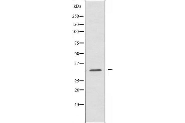 CIB3 antibody  (C-Term)