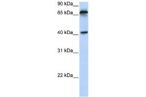 WB Suggested Anti-MICA Antibody Titration:  0. (MICA antibody  (N-Term))