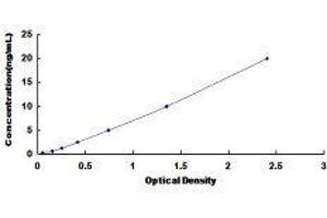 ELISA image for Calcium Channel, Voltage-Dependent, L Type, alpha 1C Subunit (CACNA1C) ELISA Kit (ABIN428231)
