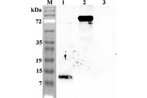 Western blot analysis using anti-Granulin C (human), pAb  at 1:4'000 dilution.