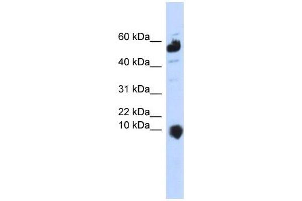 C1orf151 antibody  (Middle Region)