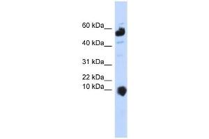 C1ORF151 antibody used at 1 ug/ml to detect target protein.