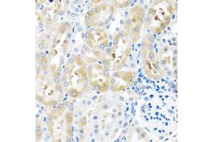 Immunohistochemistry of paraffin-embedded rat kidney using GNRH2 antibody. (GnRH2 antibody  (AA 24-120))