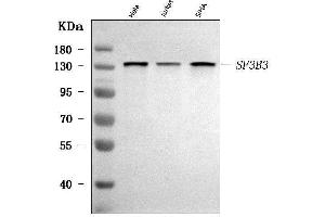 Western blot analysis of SF3B3 using anti-SF3B3 antibody (ABIN7602378).