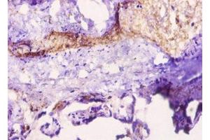 Immunohistochemistry of paraffin-embedded human placenta tissue using ABIN7157989 at dilution of 1:10