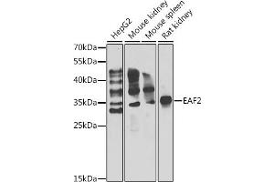 Western blot analysis of extracts of various cell lines, using E antibody (ABIN6127826, ABIN6139905, ABIN6139906 and ABIN6222933) at 1:1000 dilution. (EAF2 antibody  (AA 1-170))